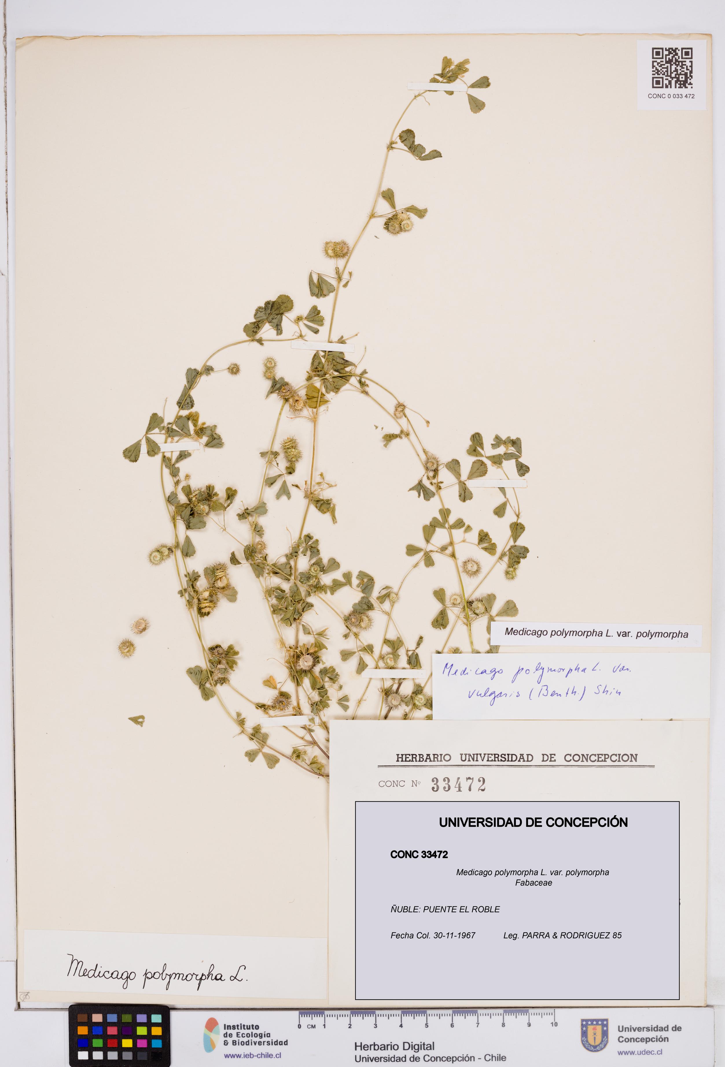 Medicago polymorpha var. polymorpha [Espécimen: ]