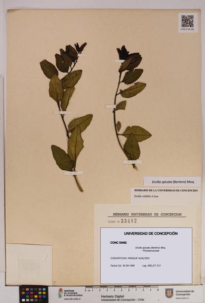 Ercilla spicata [Espécimen: UDEC:CONC:0033482]