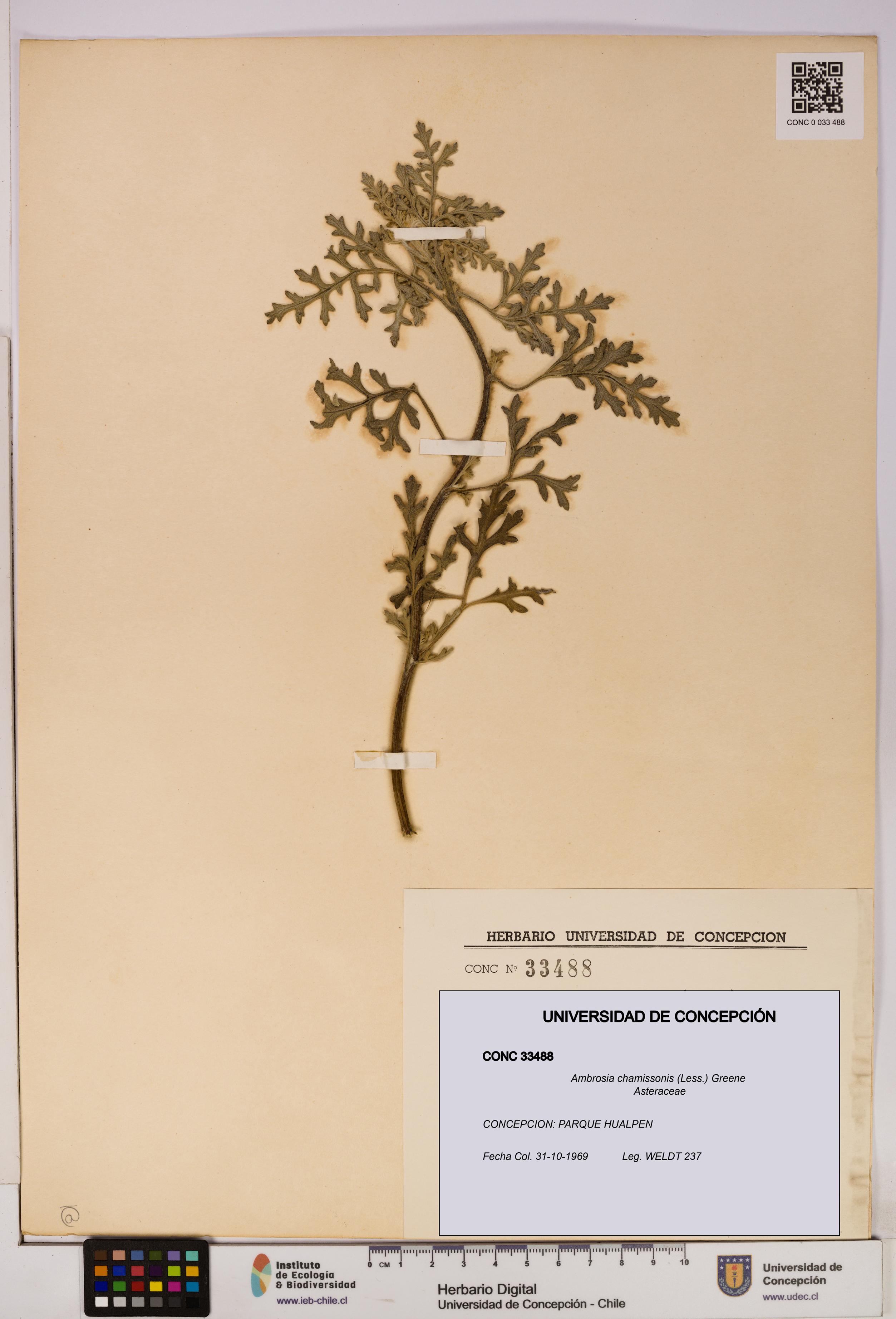 Ambrosia chamissonis [Espécimen: UDEC:CONC:0033488]