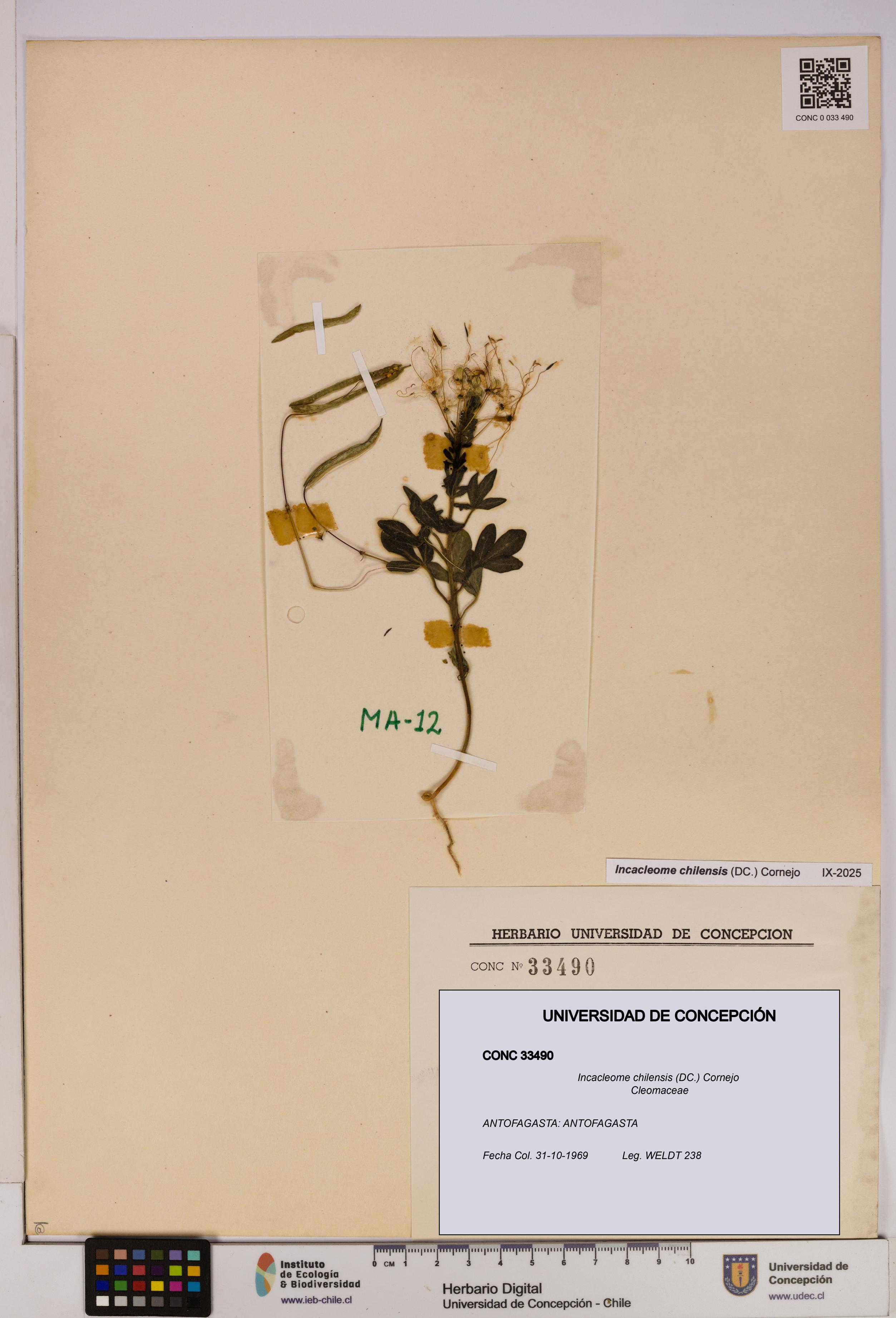 Incacleome chilensis [Espécimen: UDEC:CONC:0033490]