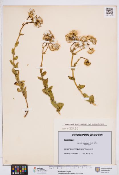 Senecio nigrescens [Espécimen: ]