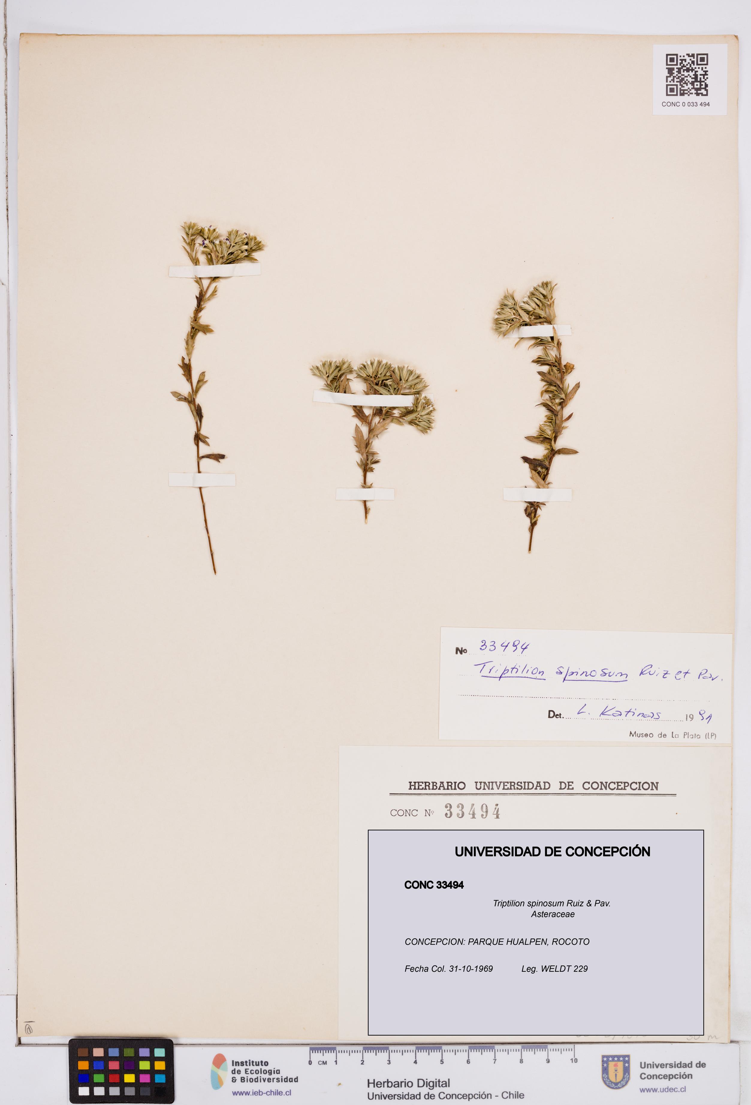 Triptilion spinosum [Espécimen: ]