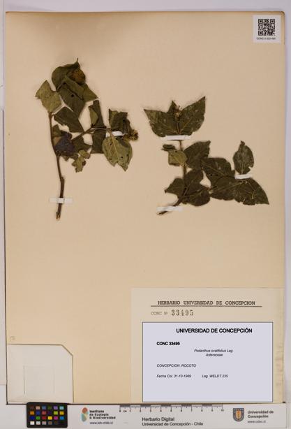 Podanthus ovatifolius [Espécimen: ]
