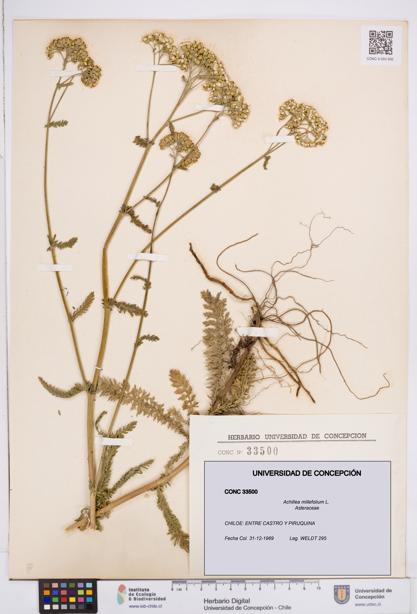 Achillea millefolium [Espécimen: ]