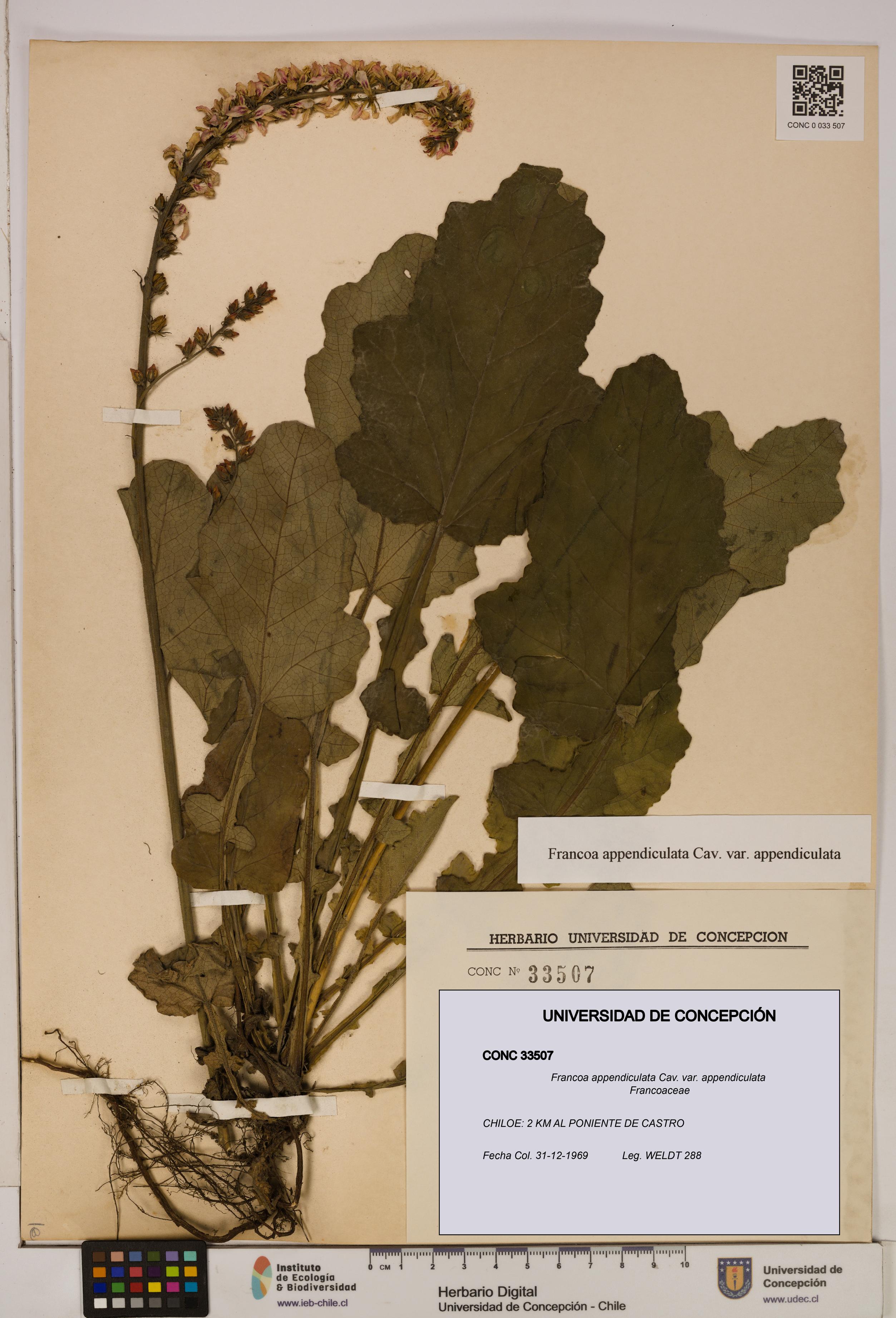 Francoa appendiculata [Espécimen: ]
