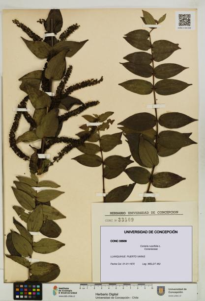 Coriaria ruscifolia [Espécimen: ]