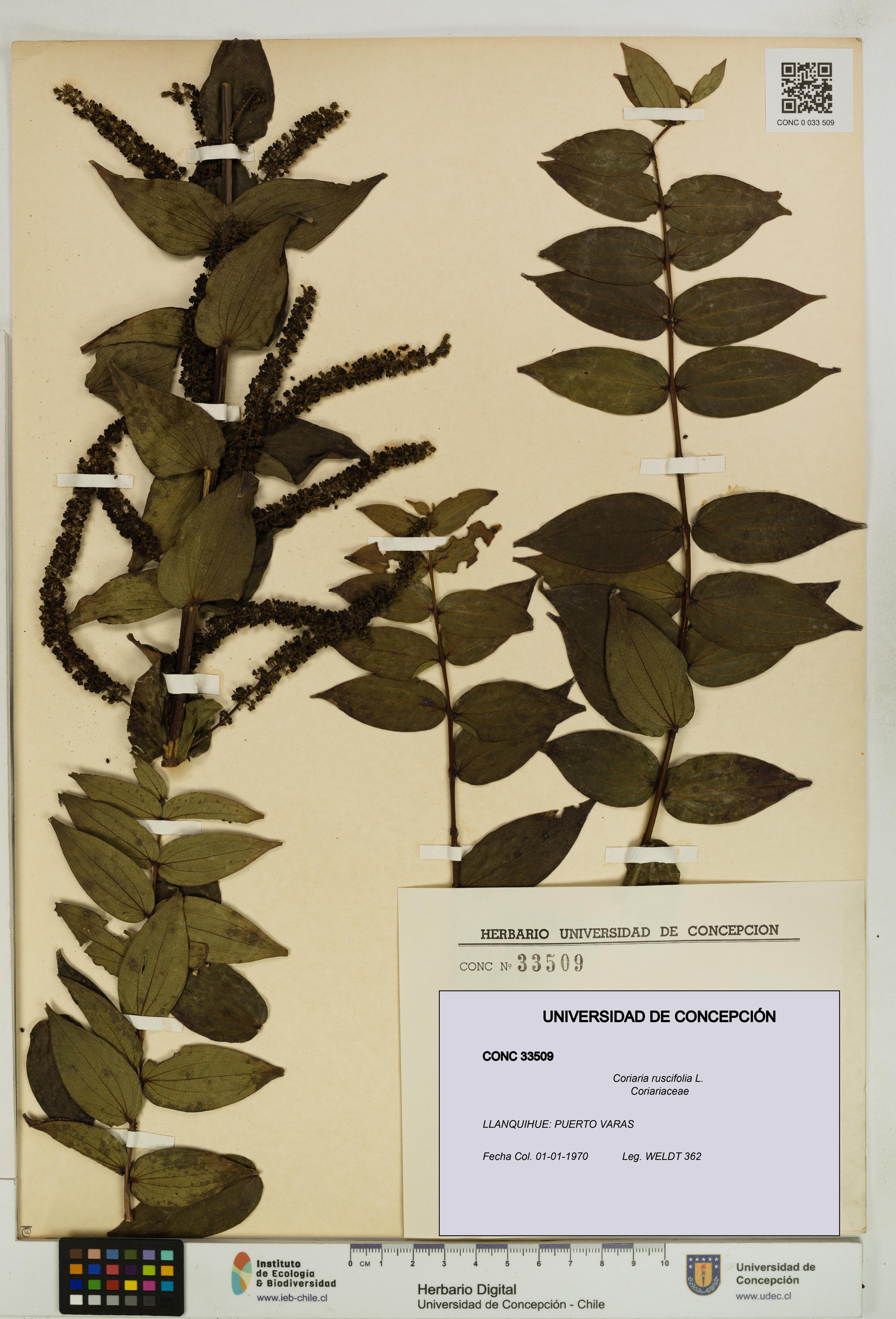 Coriaria ruscifolia [Espécimen: ]