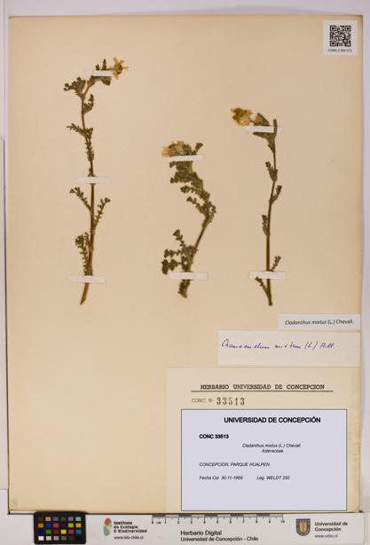 Cladanthus mixtus [Espécimen: UDEC:CONC:0033513]