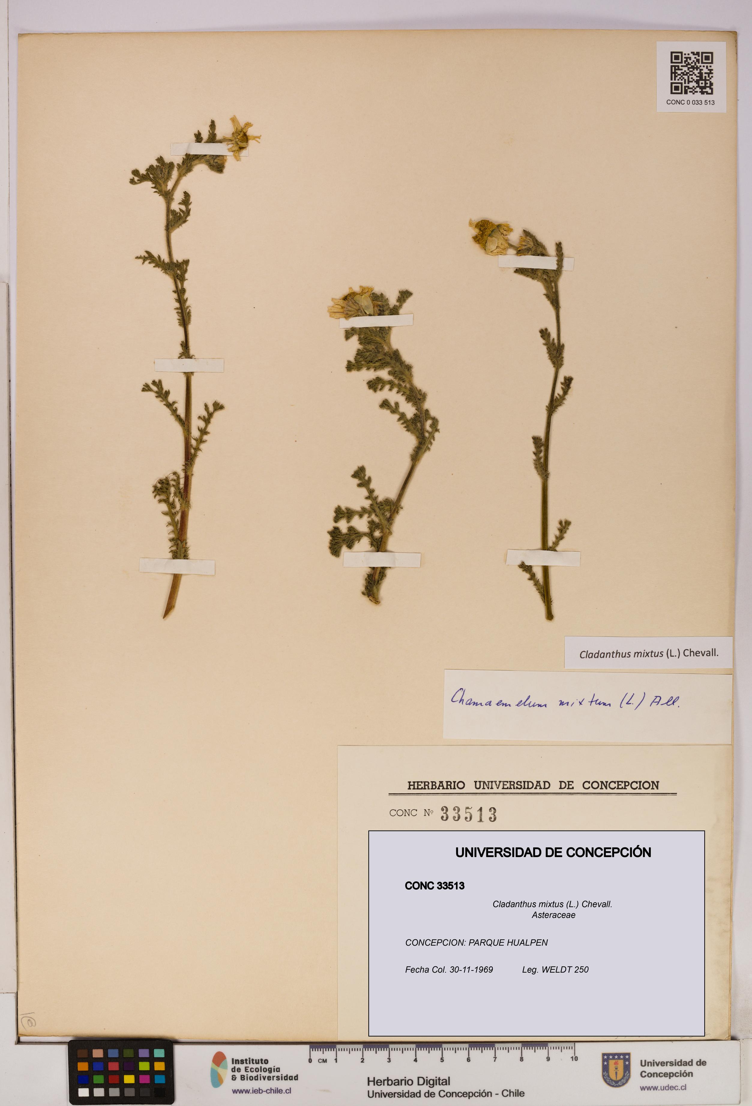 Cladanthus mixtus [Espécimen: UDEC:CONC:0033513]