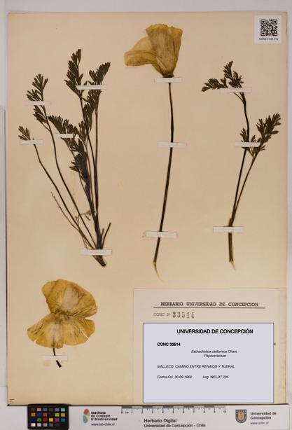 Eschscholzia californica [Espécimen: UDEC:CONC:0033514]