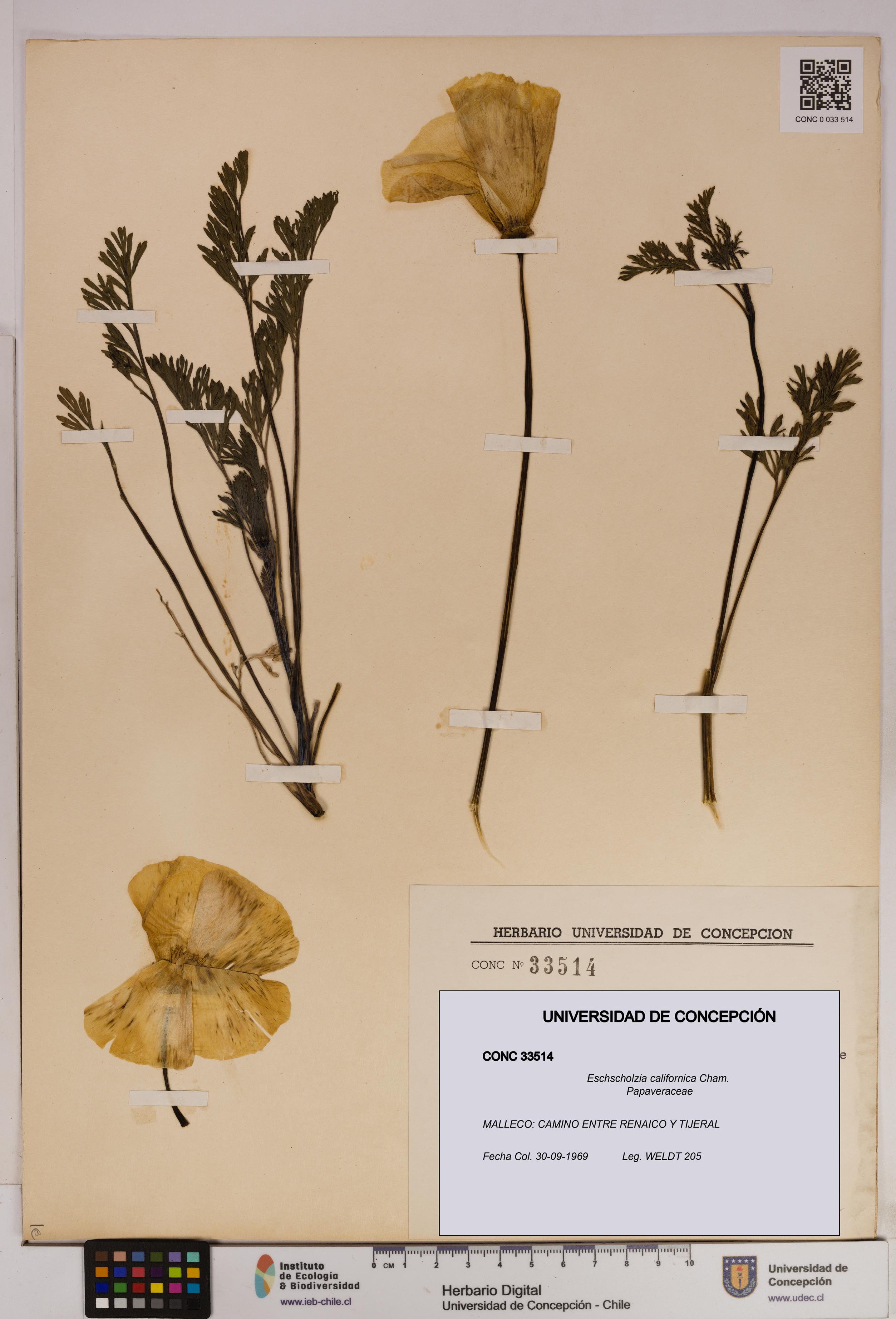 Eschscholzia californica [Espécimen: UDEC:CONC:0033514]
