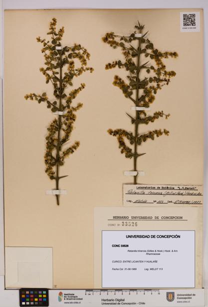 Retanilla trinervia [Espécimen: UDEC:CONC:0033526]