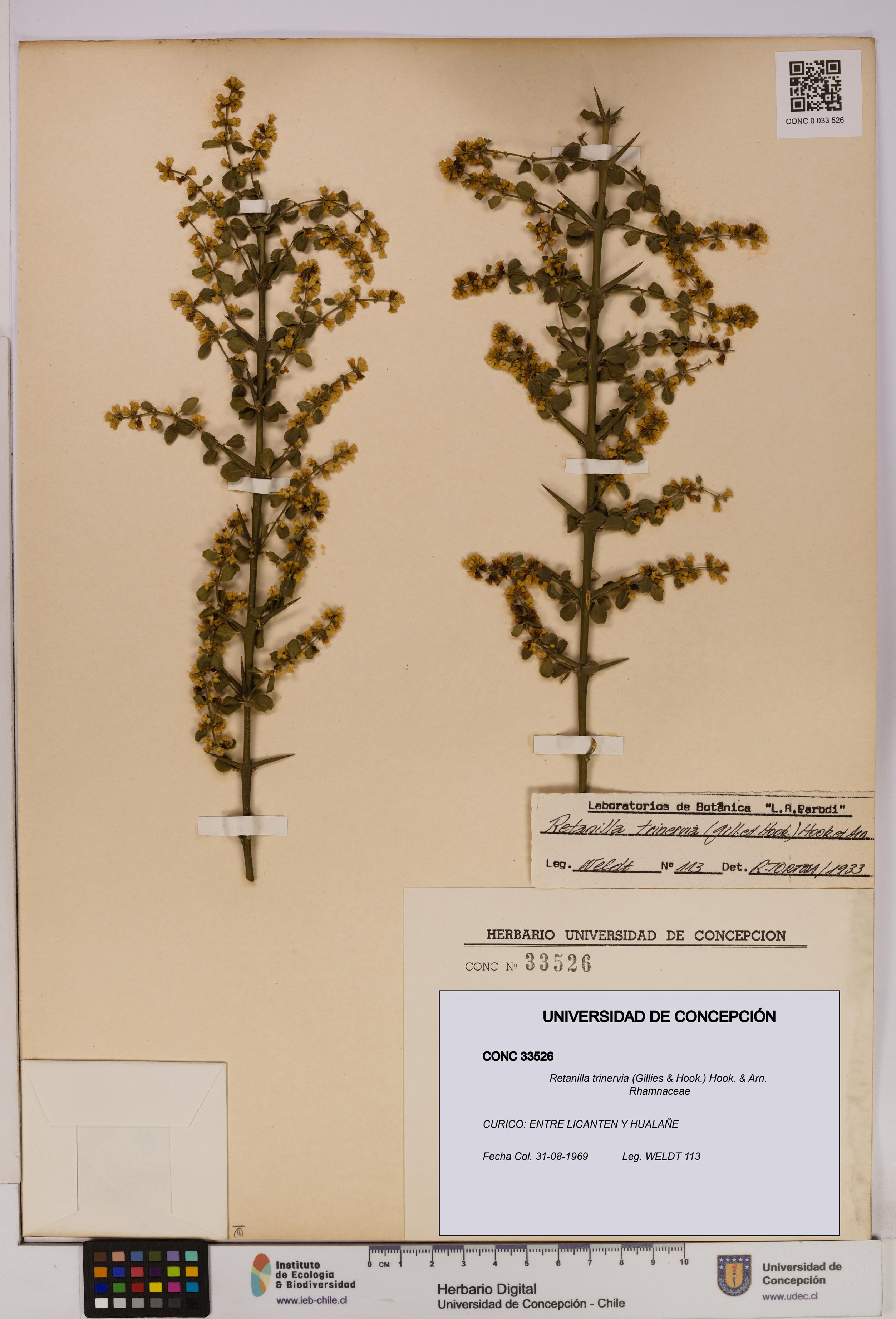 Retanilla trinervia [Espécimen: UDEC:CONC:0033526]