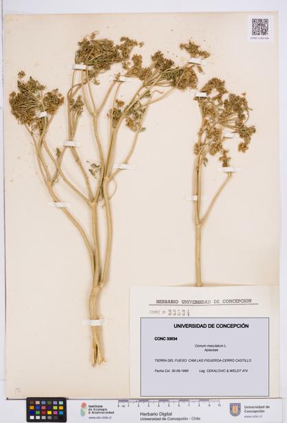 Conium maculatum [Espécimen: ]