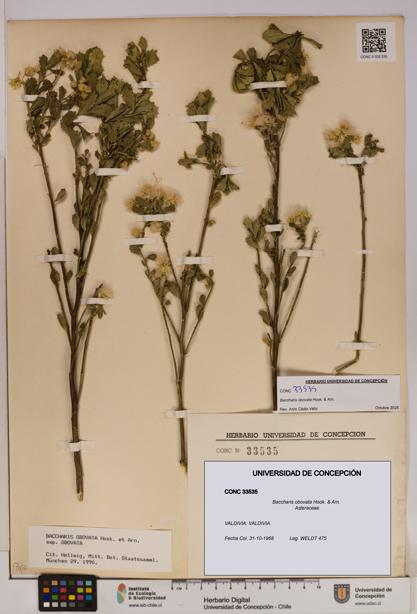 Baccharis obovata [Espécimen: UDEC:CONC:0033535]