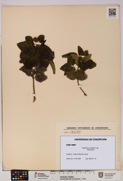 Podanthus ovatifolius [Espécimen: ]
