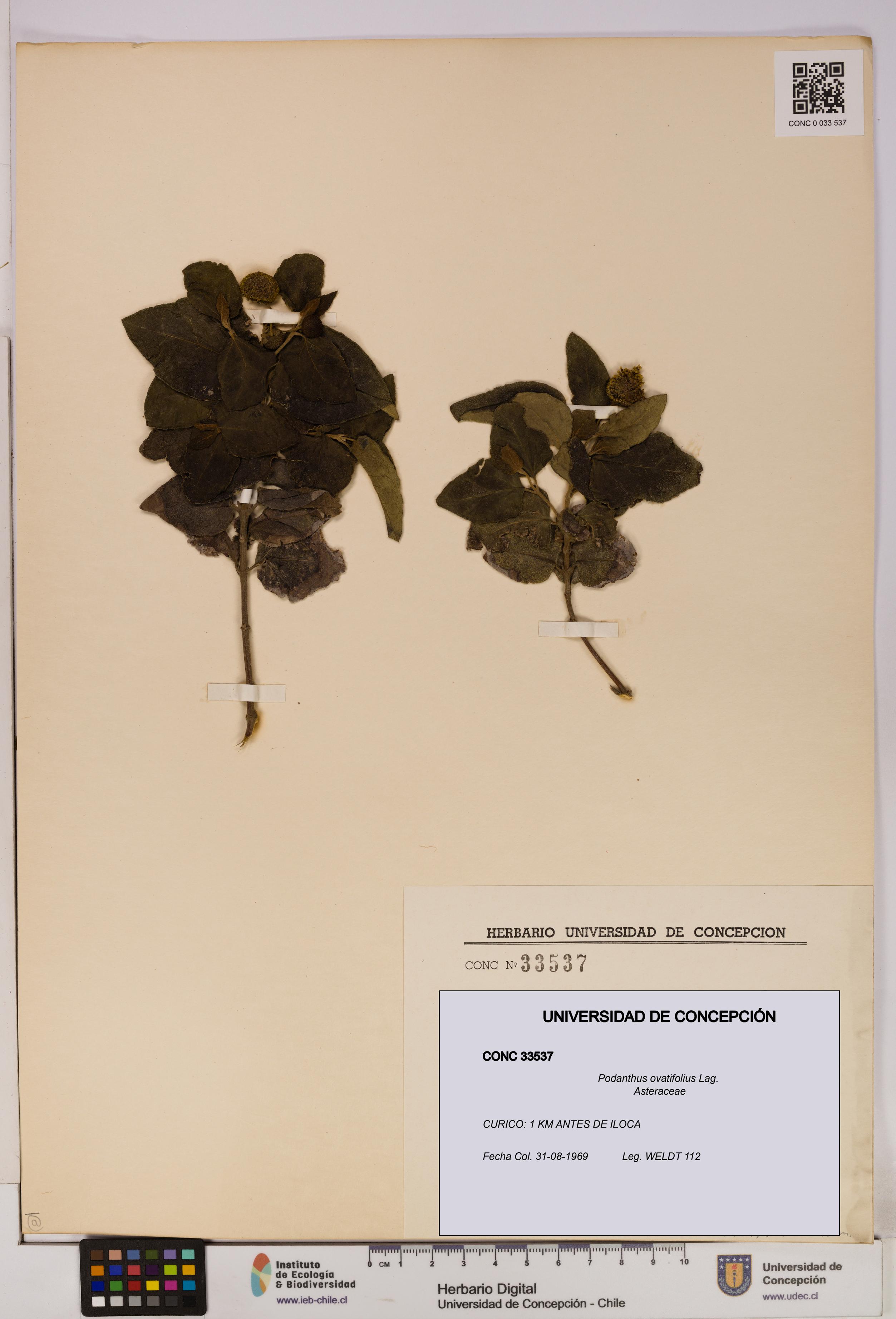 Podanthus ovatifolius [Espécimen: ]