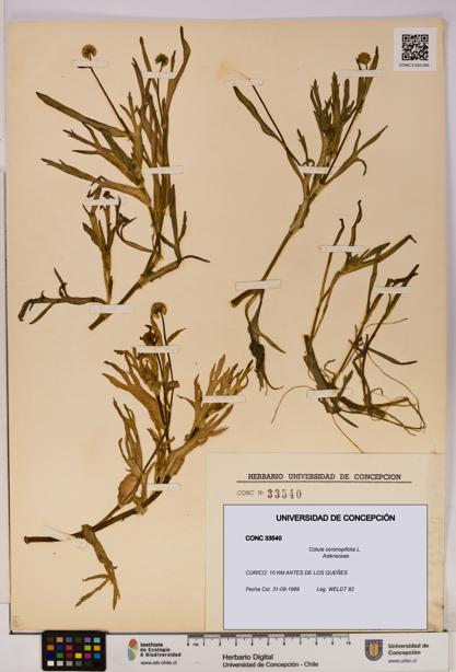 Cotula coronopifolia [Espécimen: UDEC:CONC:0033540]