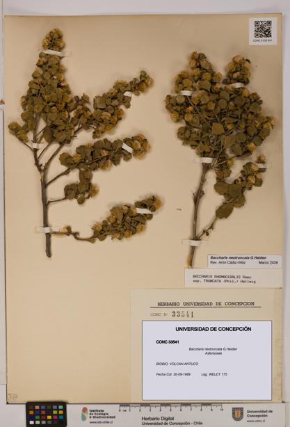 Baccharis neotruncata [Espécimen: UDEC:CONC:0033541]