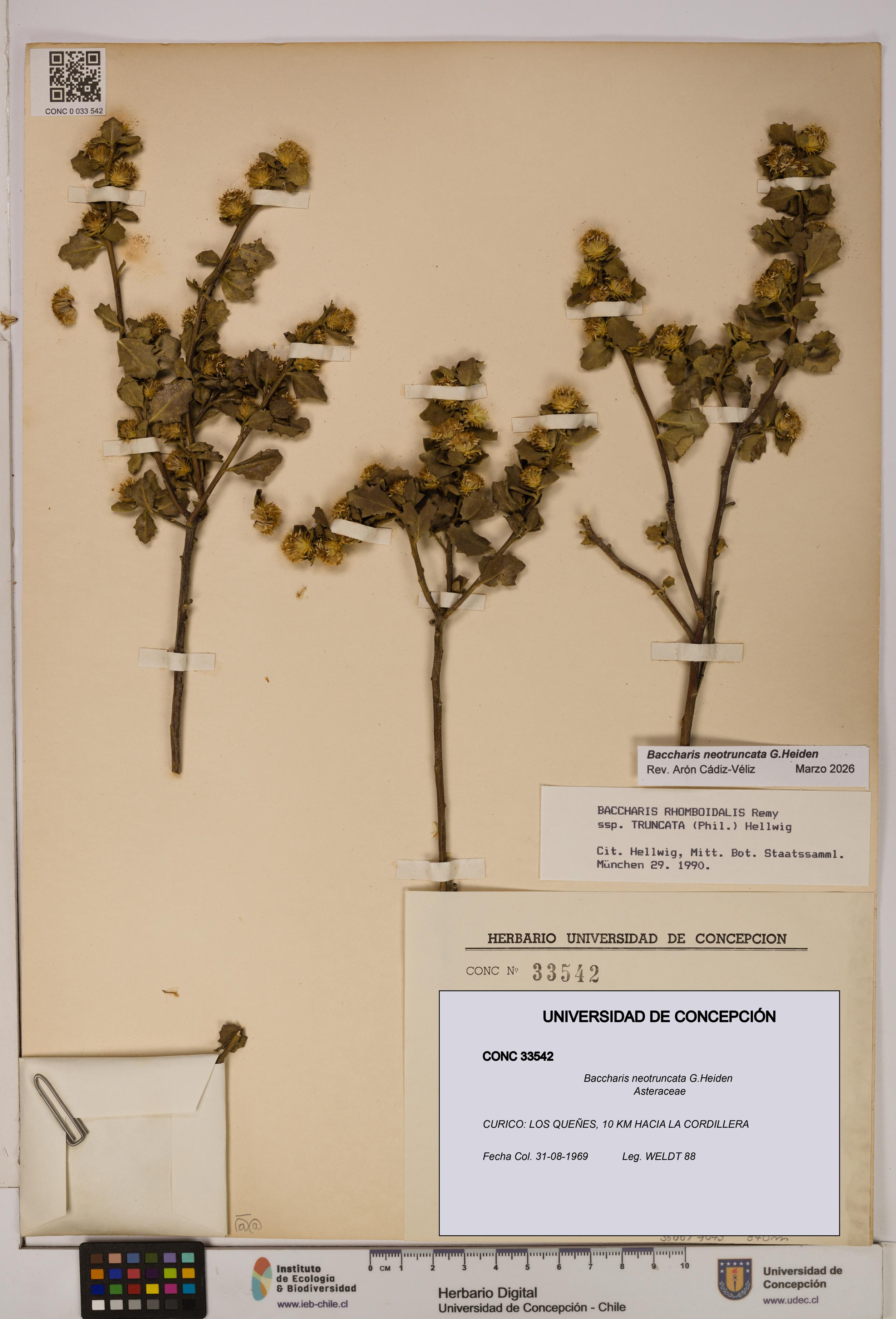 Baccharis neotruncata [Espécimen: UDEC:CONC:0033542]