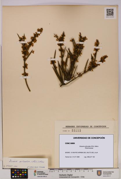 Discaria articulata [Espécimen: UDEC:CONC:0033553]