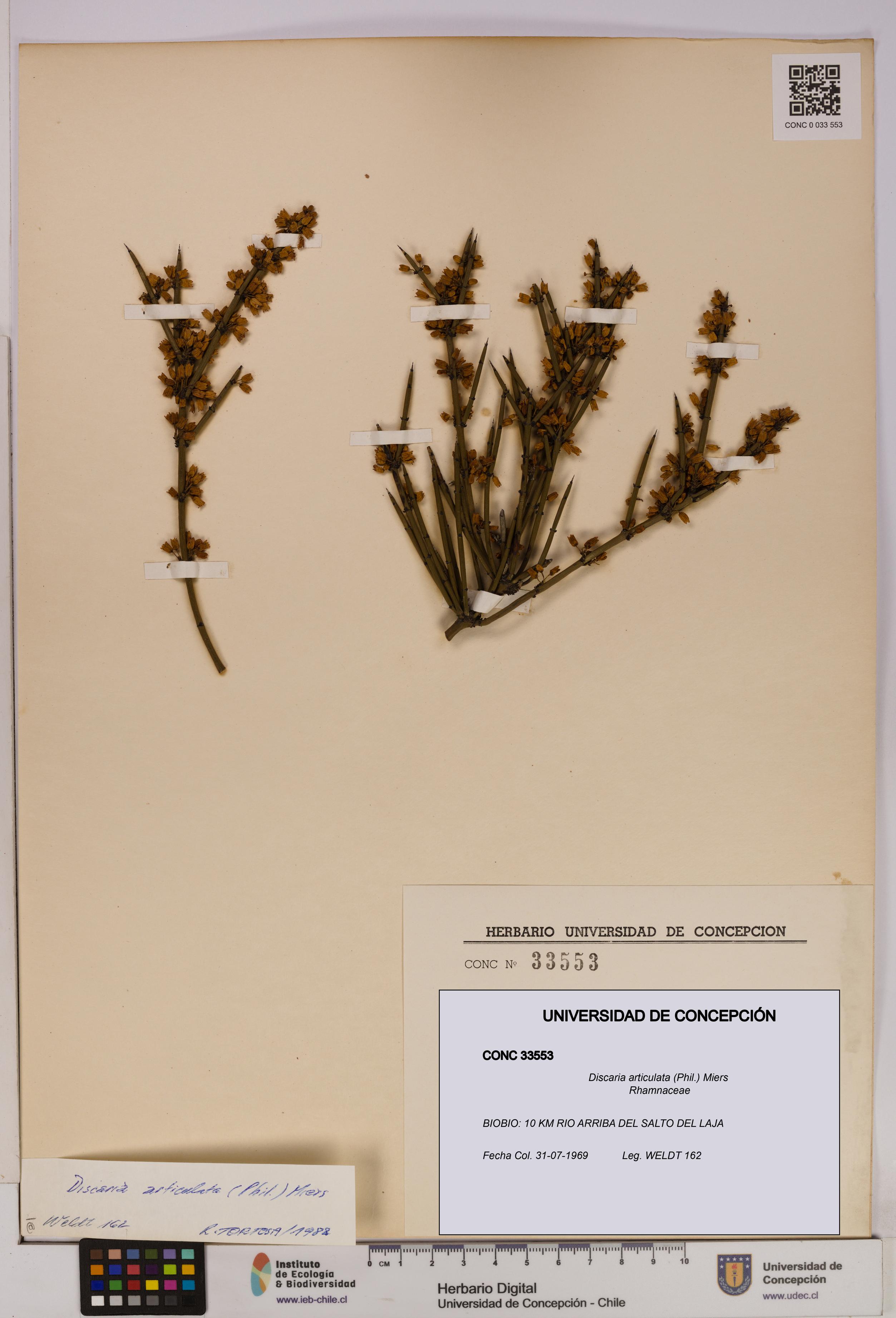 Discaria articulata [Espécimen: UDEC:CONC:0033553]