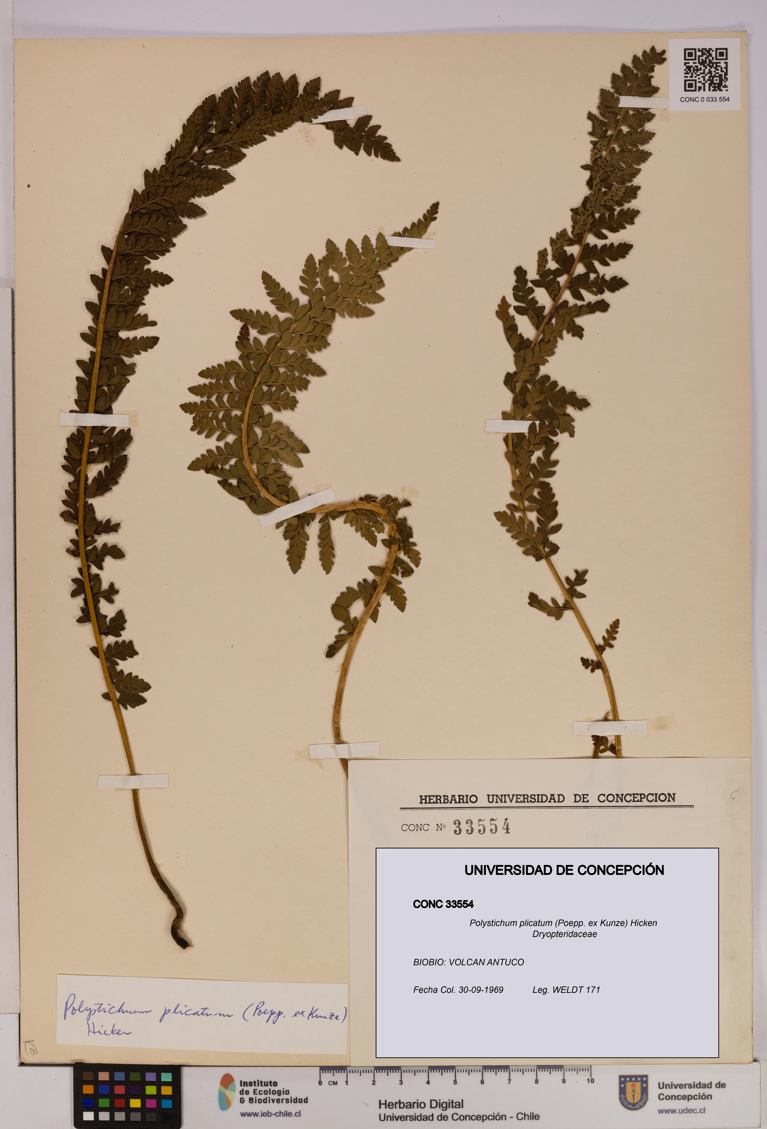 Polystichum plicatum [Espécimen: UDEC:CONC:0033554]