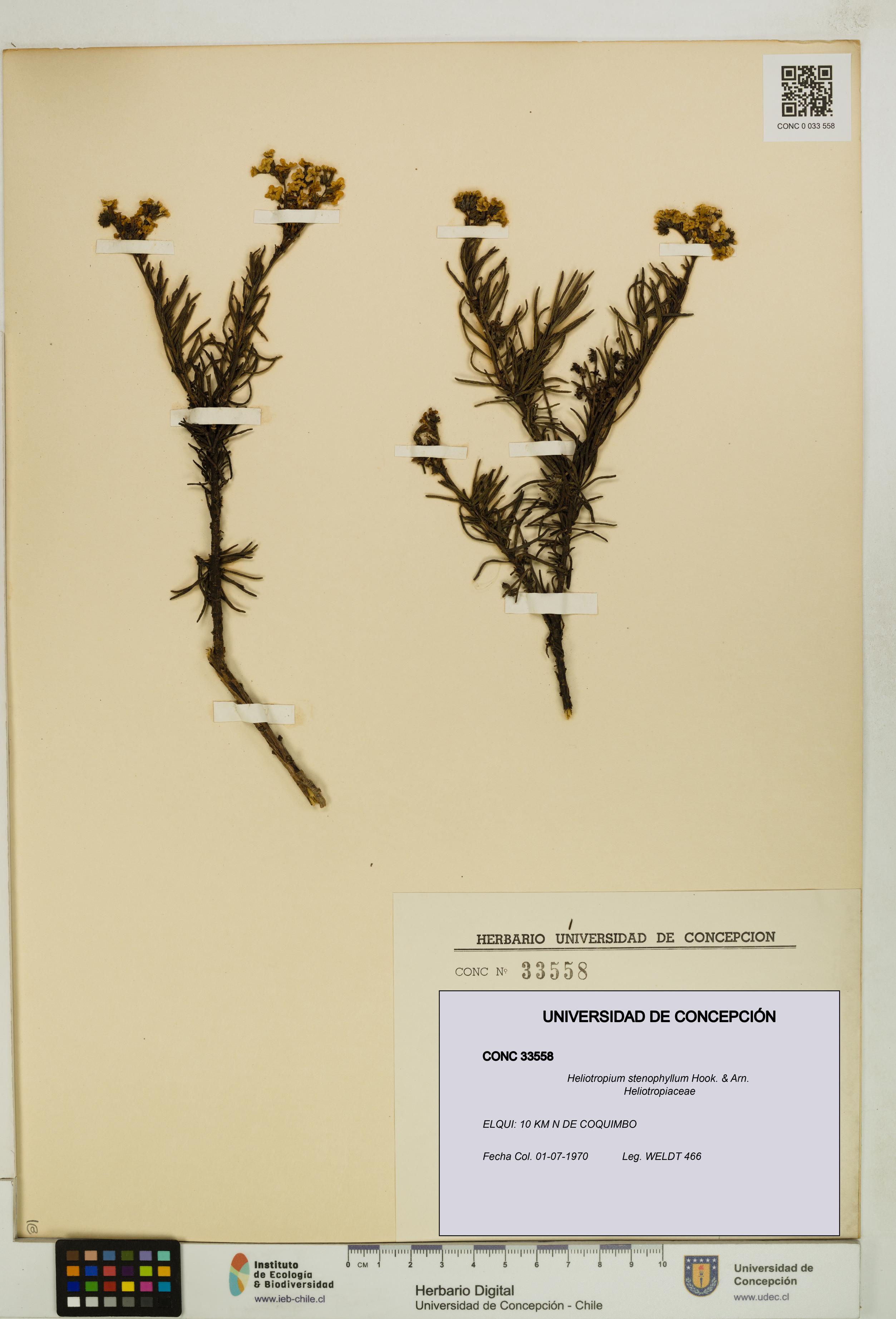Heliotropium stenophyllum [Espécimen: UDEC:CONC:0033558]