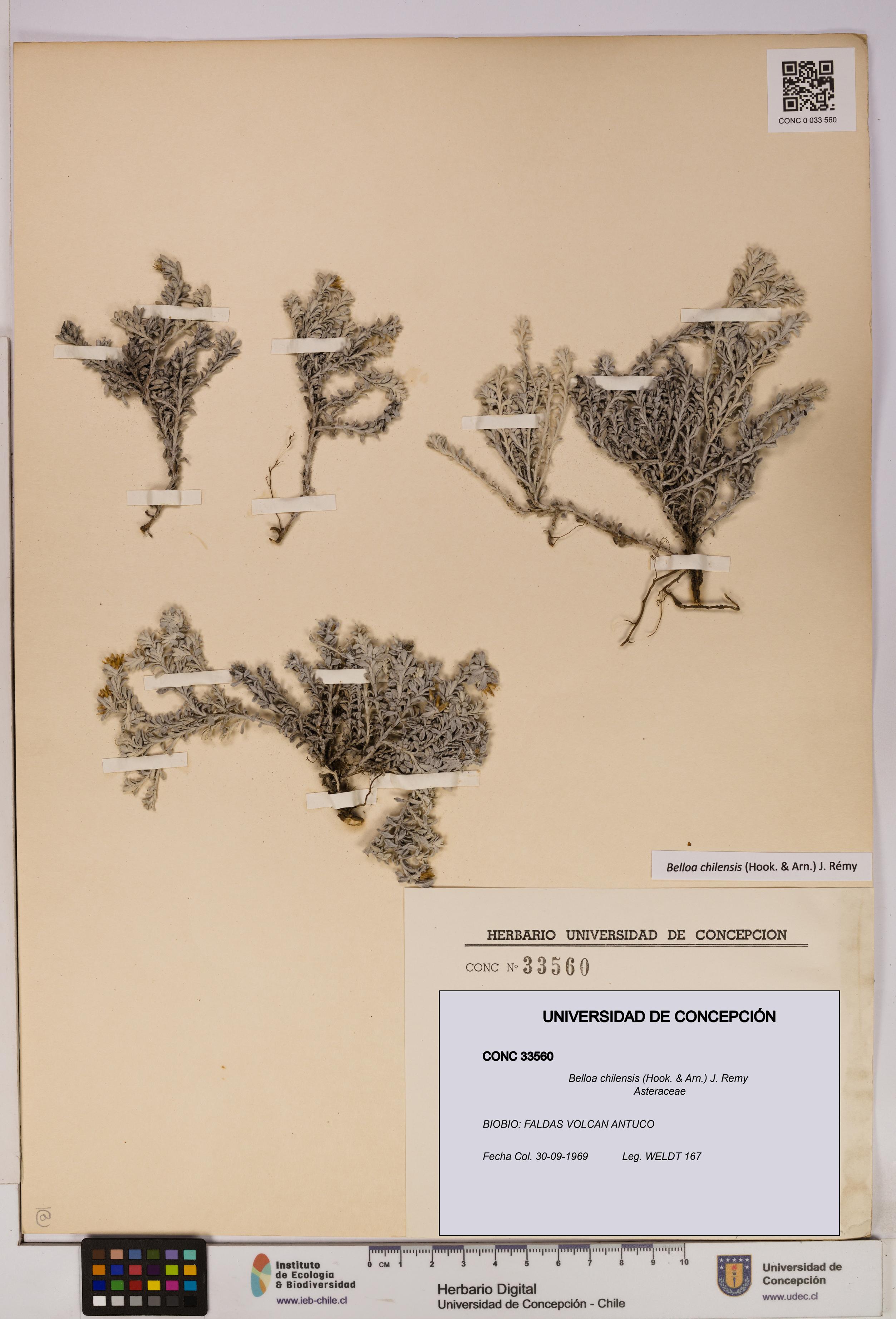 Belloa chilensis [Espécimen: UDEC:CONC:0033560]