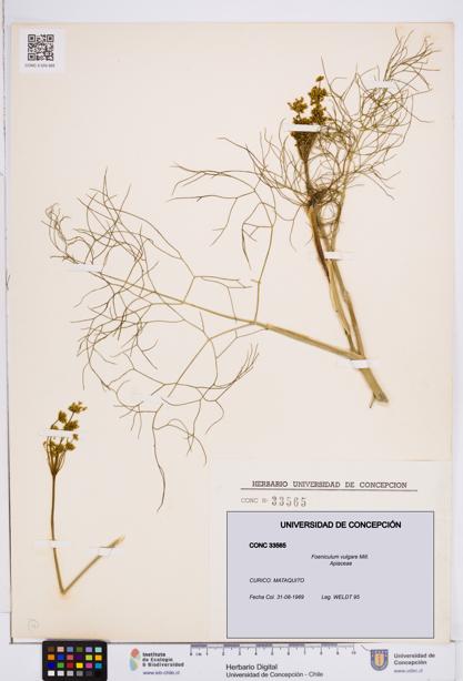 Foeniculum vulgare [Espécimen: ]