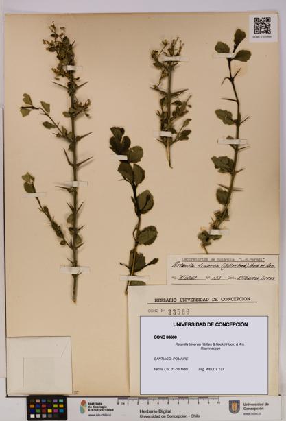 Retanilla trinervia [Espécimen: UDEC:CONC:0033566]