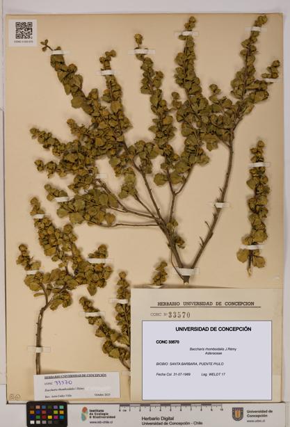 Baccharis rhomboidalis [Espécimen: UDEC:CONC:0033570]