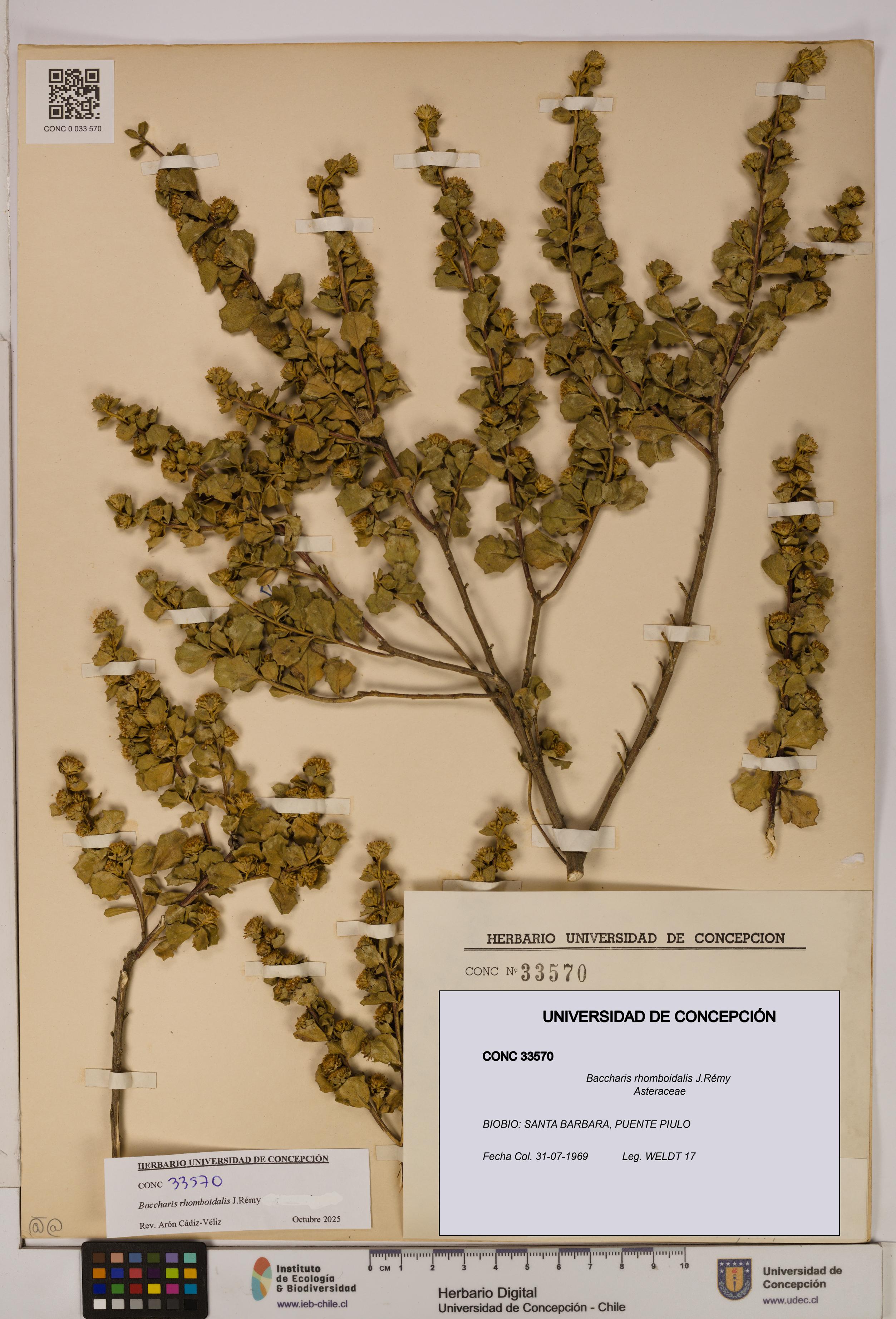 Baccharis rhomboidalis [Espécimen: UDEC:CONC:0033570]