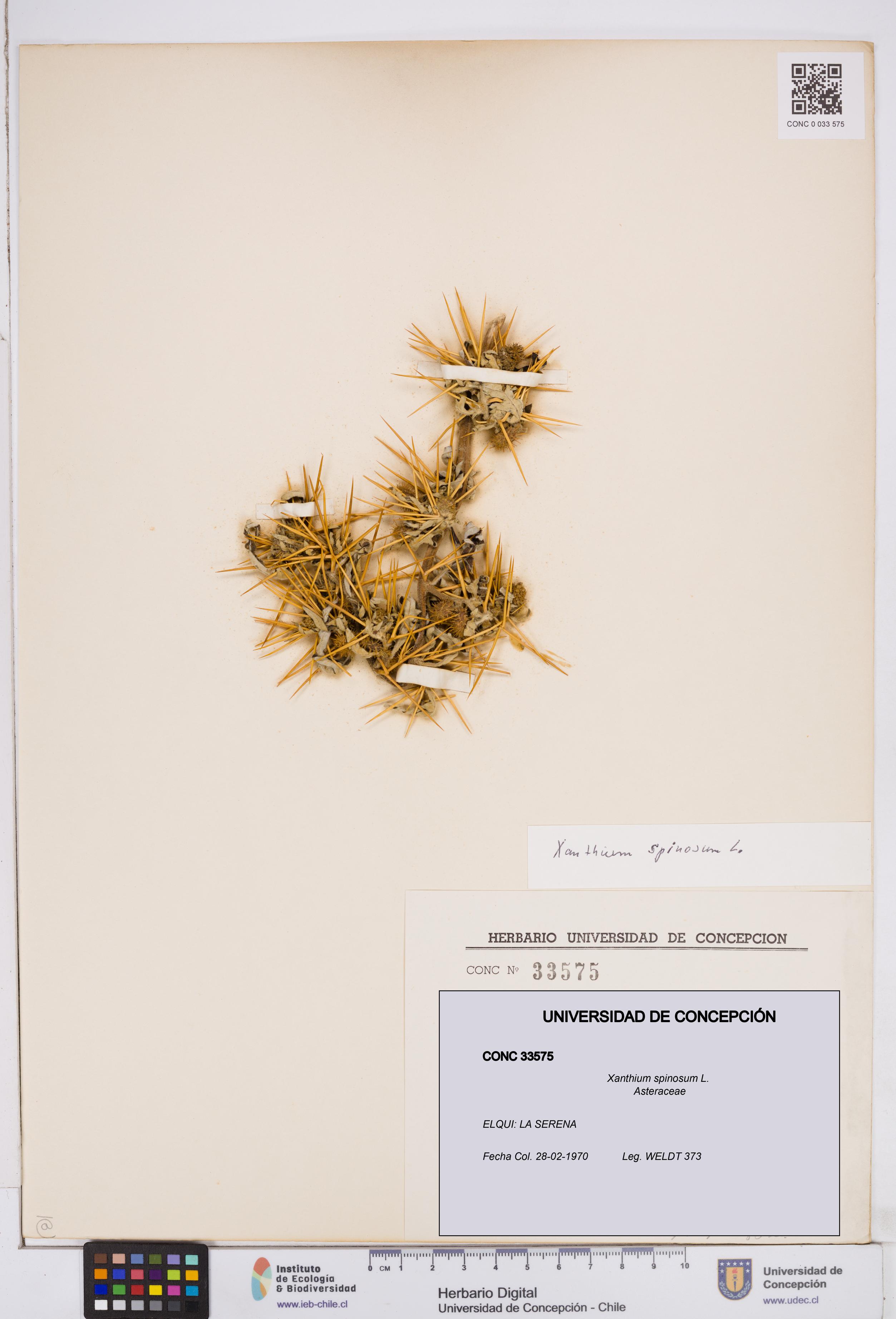 Xanthium spinosum [Espécimen: ]