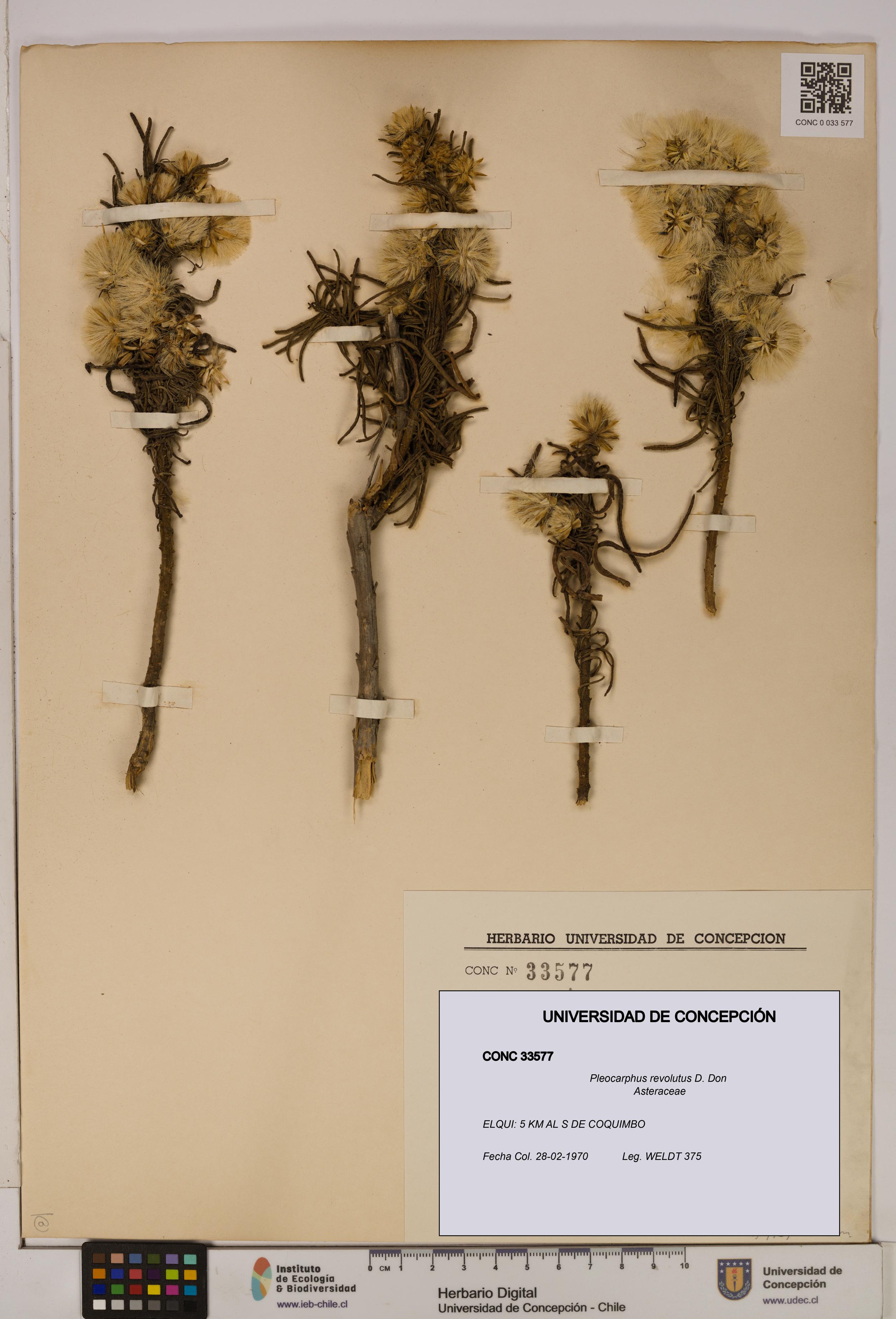 Pleocarphus revolutus [Espécimen: UDEC:CONC:0033577]