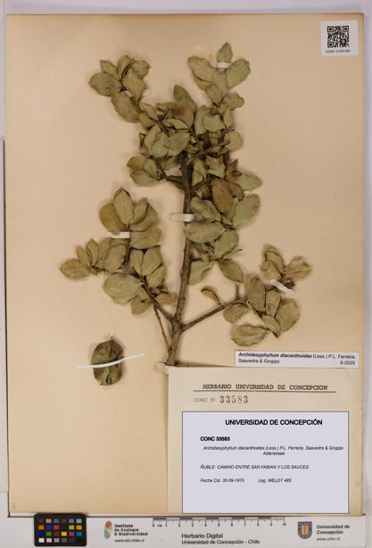 Archidasyphyllum diacanthoides [Espécimen: UDEC:CONC:0033583]
