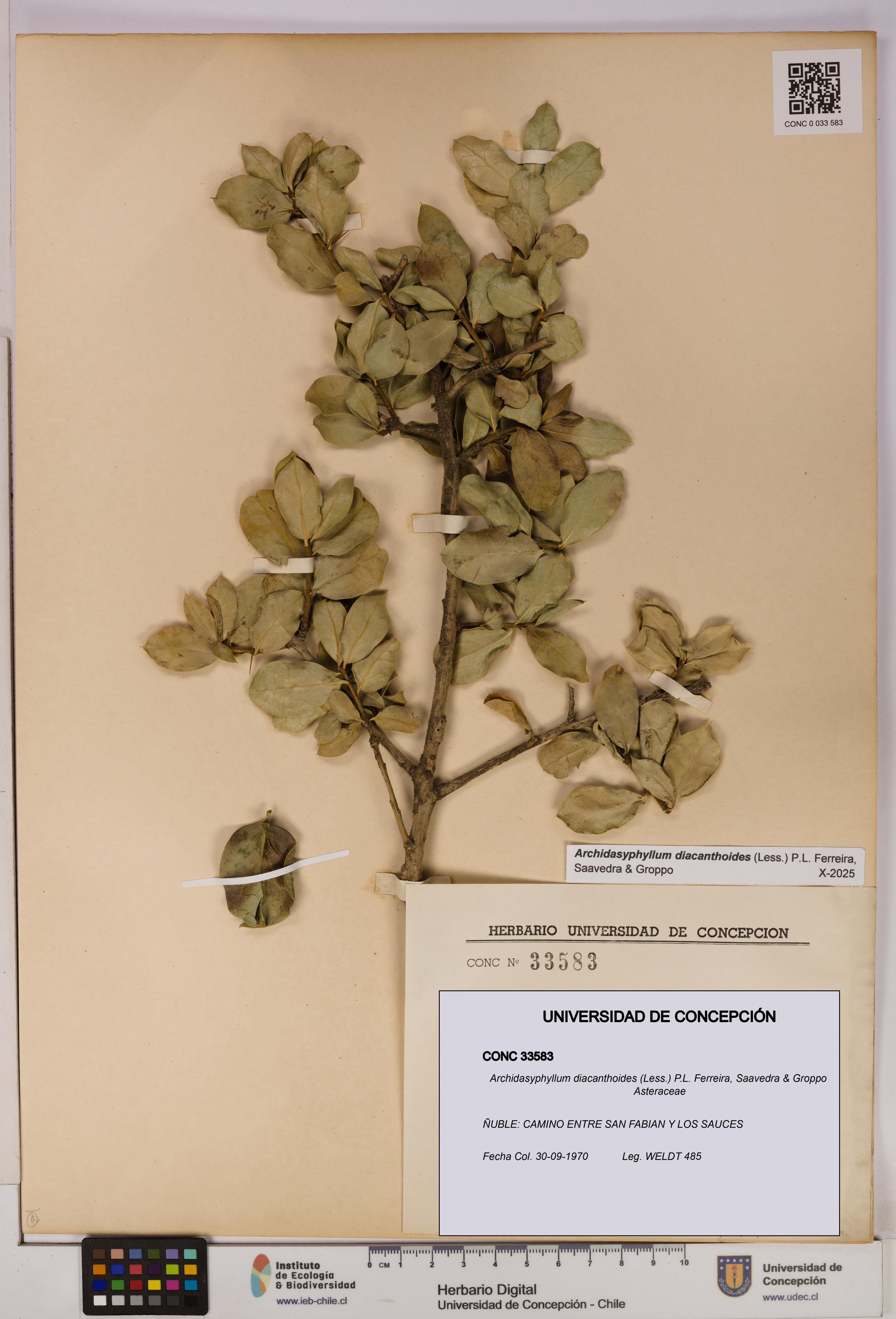 Archidasyphyllum diacanthoides [Espécimen: UDEC:CONC:0033583]