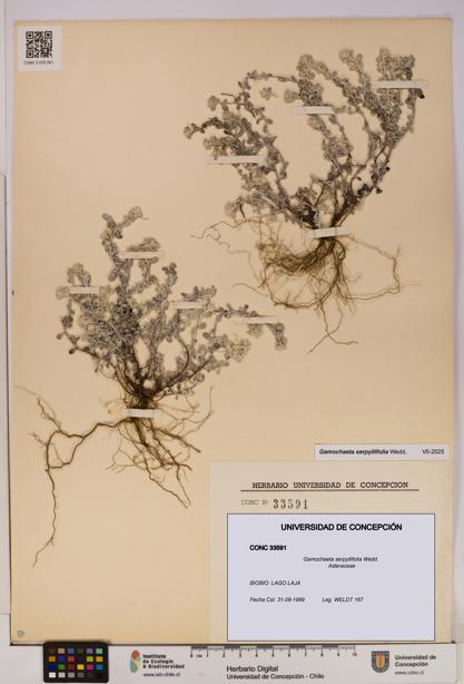 Gamochaeta serpyllifolia [Espécimen: UDEC:CONC:0033591]