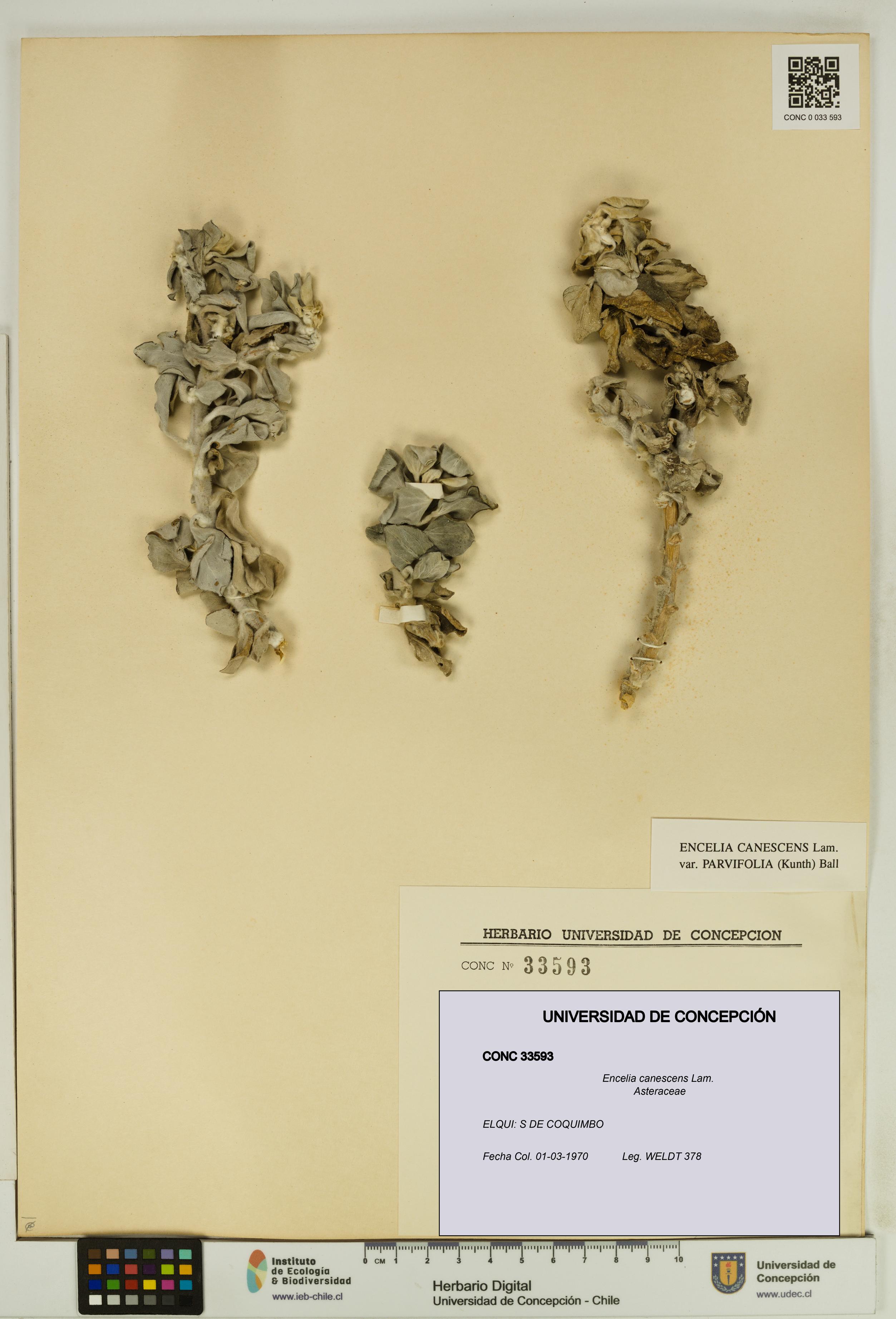 Encelia canescens [Espécimen: UDEC:CONC:0033593]