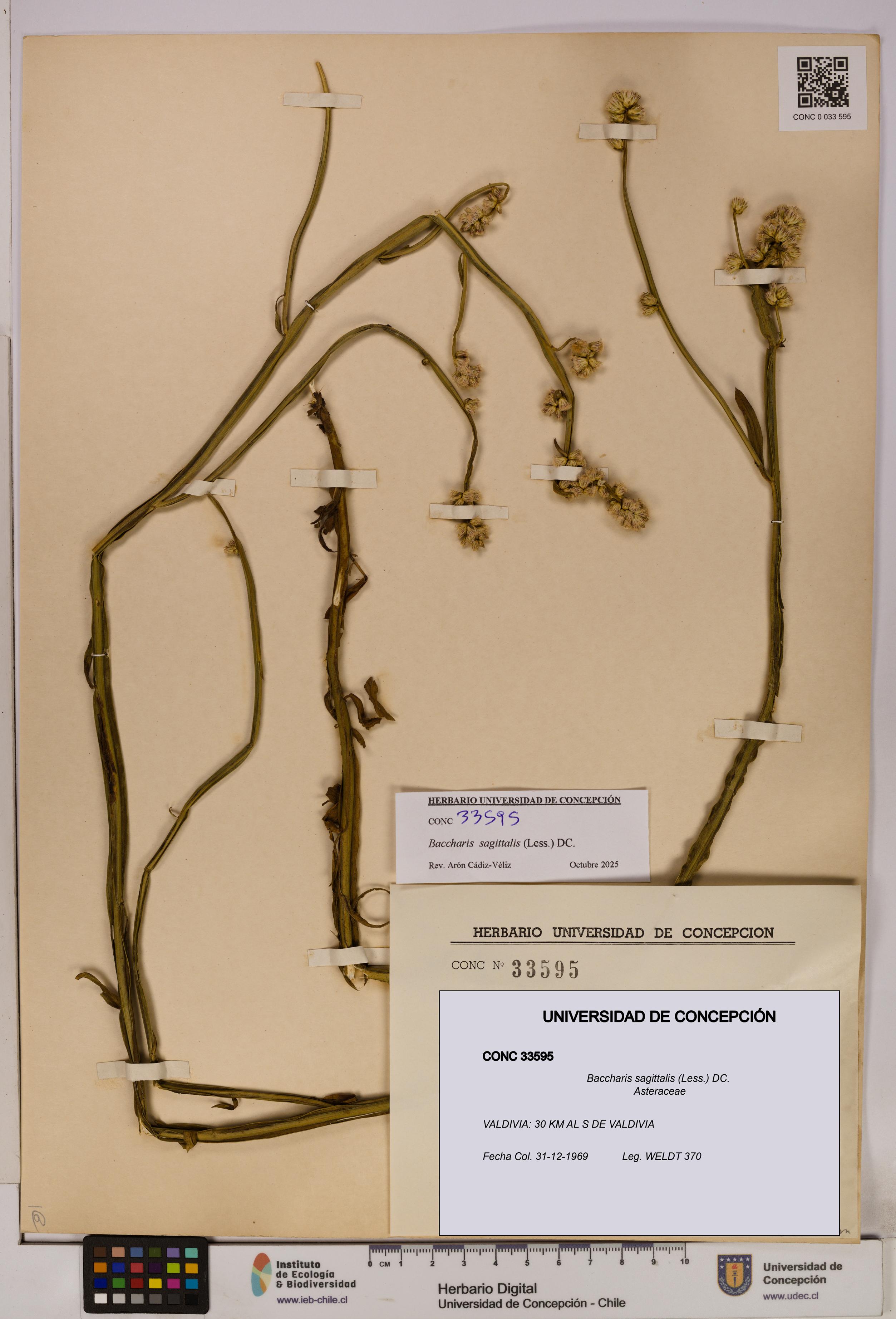 Baccharis sagittalis [Espécimen: UDEC:CONC:0033595]