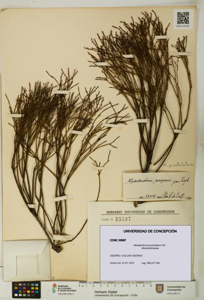 Misodendrum punctulatum [Espécimen: UDEC:CONC:0033597]