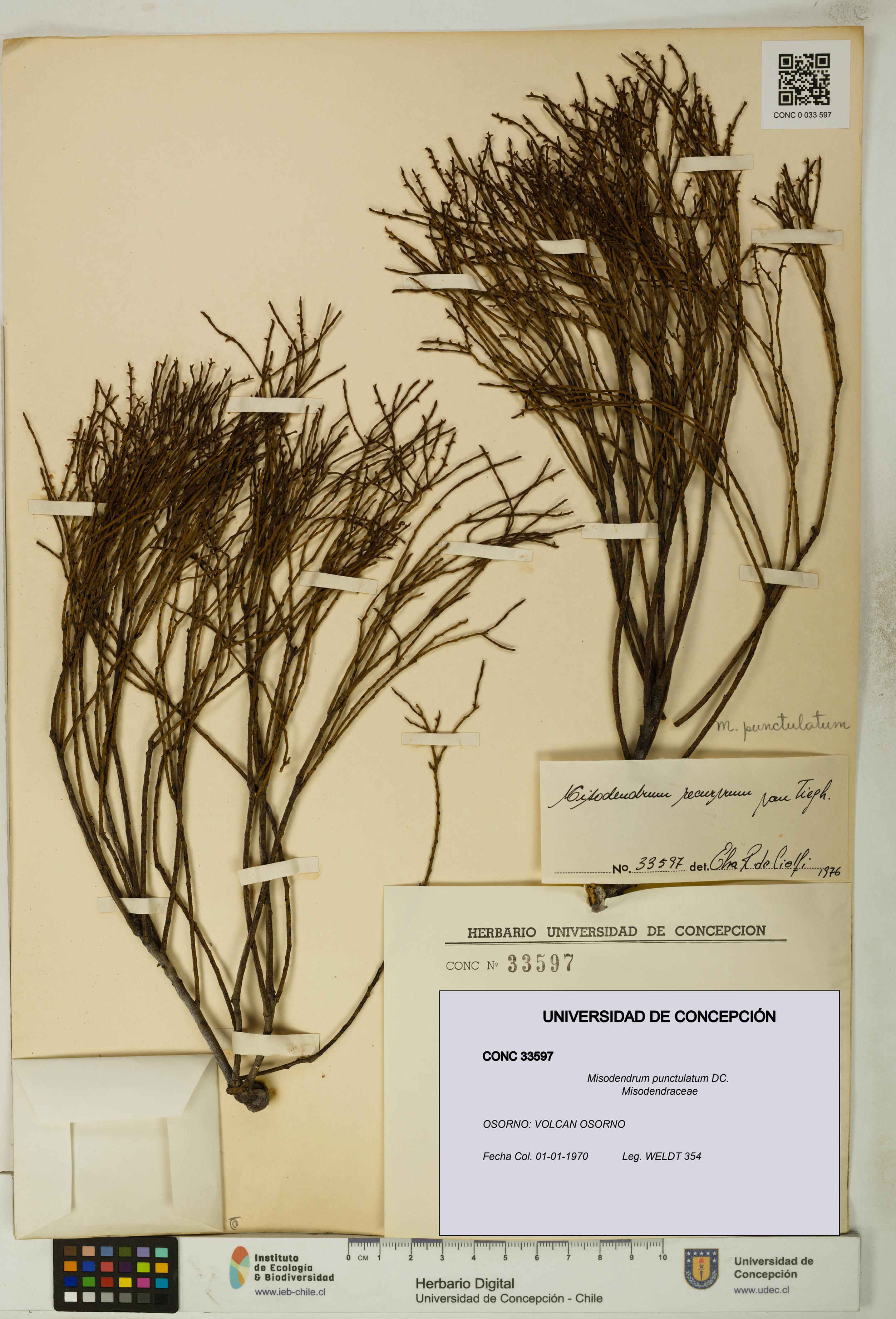 Misodendrum punctulatum [Espécimen: UDEC:CONC:0033597]