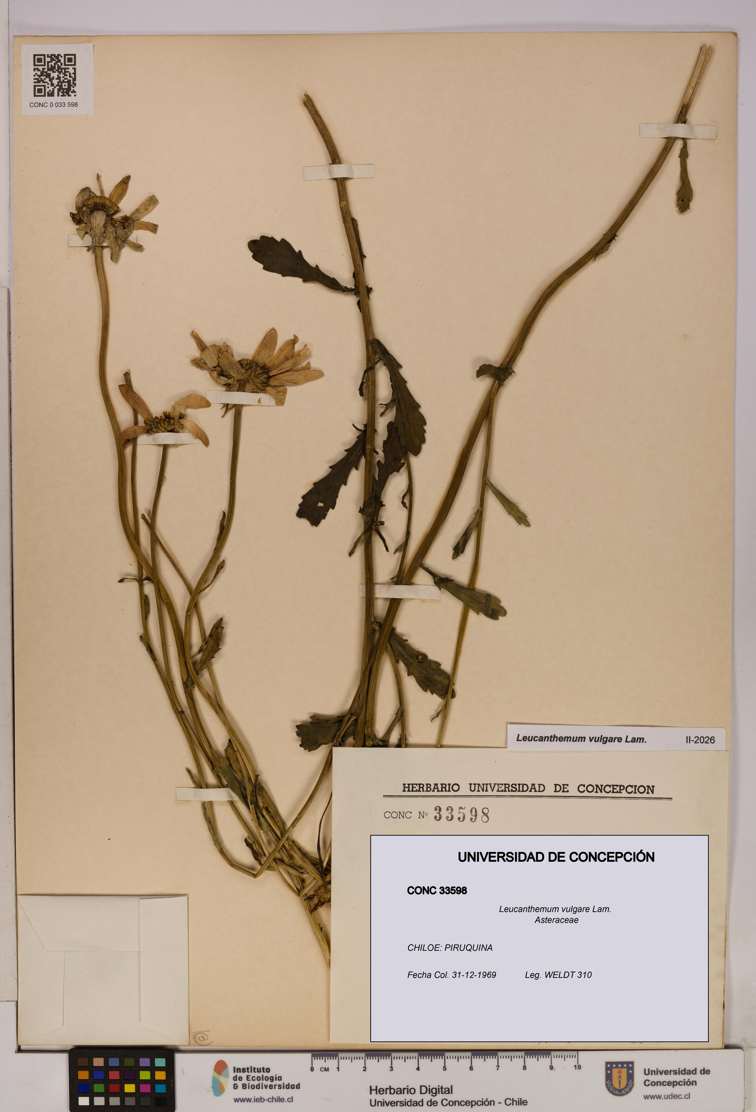 Leucanthemum vulgare [Espécimen: UDEC:CONC:0033598]
