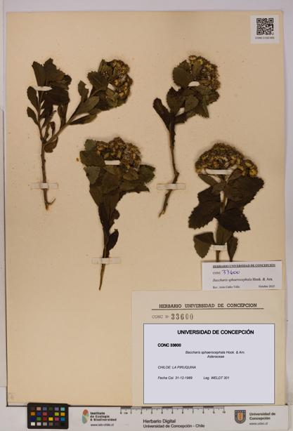 Baccharis sphaerocephala [Espécimen: UDEC:CONC:0033600]