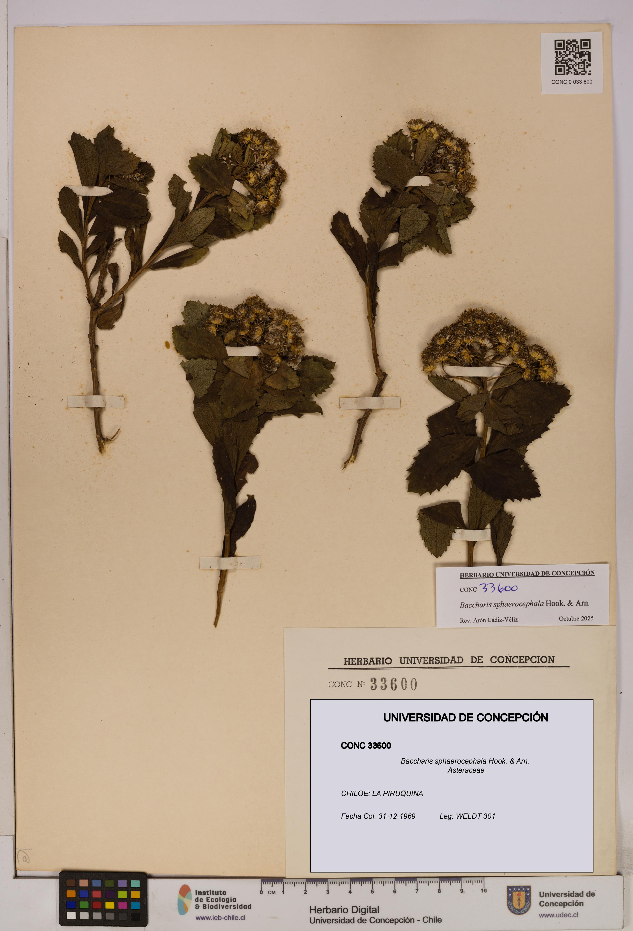 Baccharis sphaerocephala [Espécimen: UDEC:CONC:0033600]