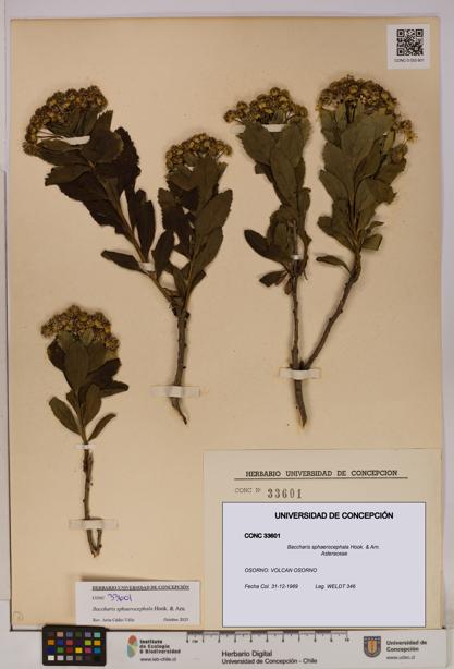 Baccharis sphaerocephala [Espécimen: UDEC:CONC:0033601]