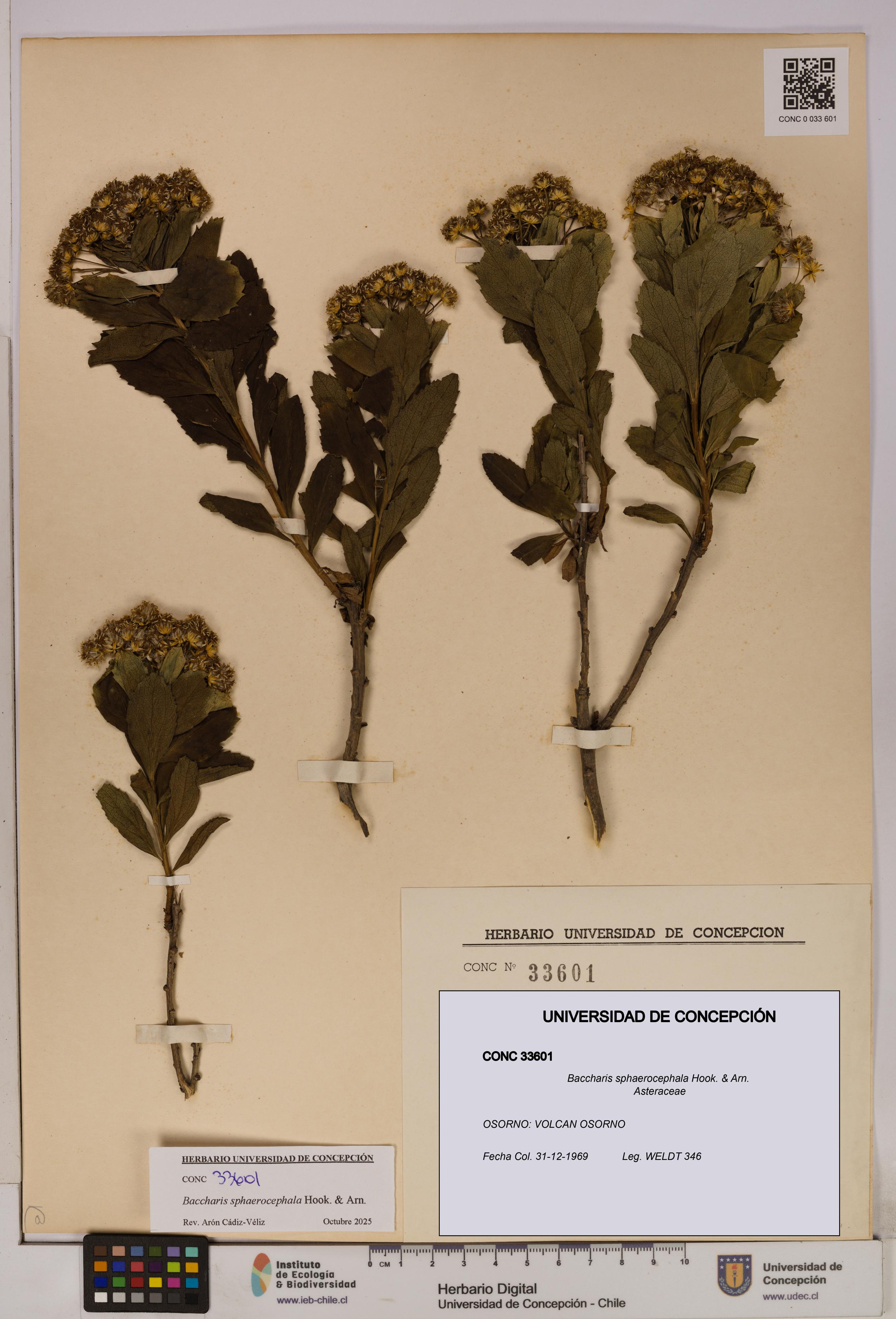 Baccharis sphaerocephala [Espécimen: UDEC:CONC:0033601]