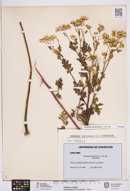 Tanacetum parthenium [Espécimen: ]