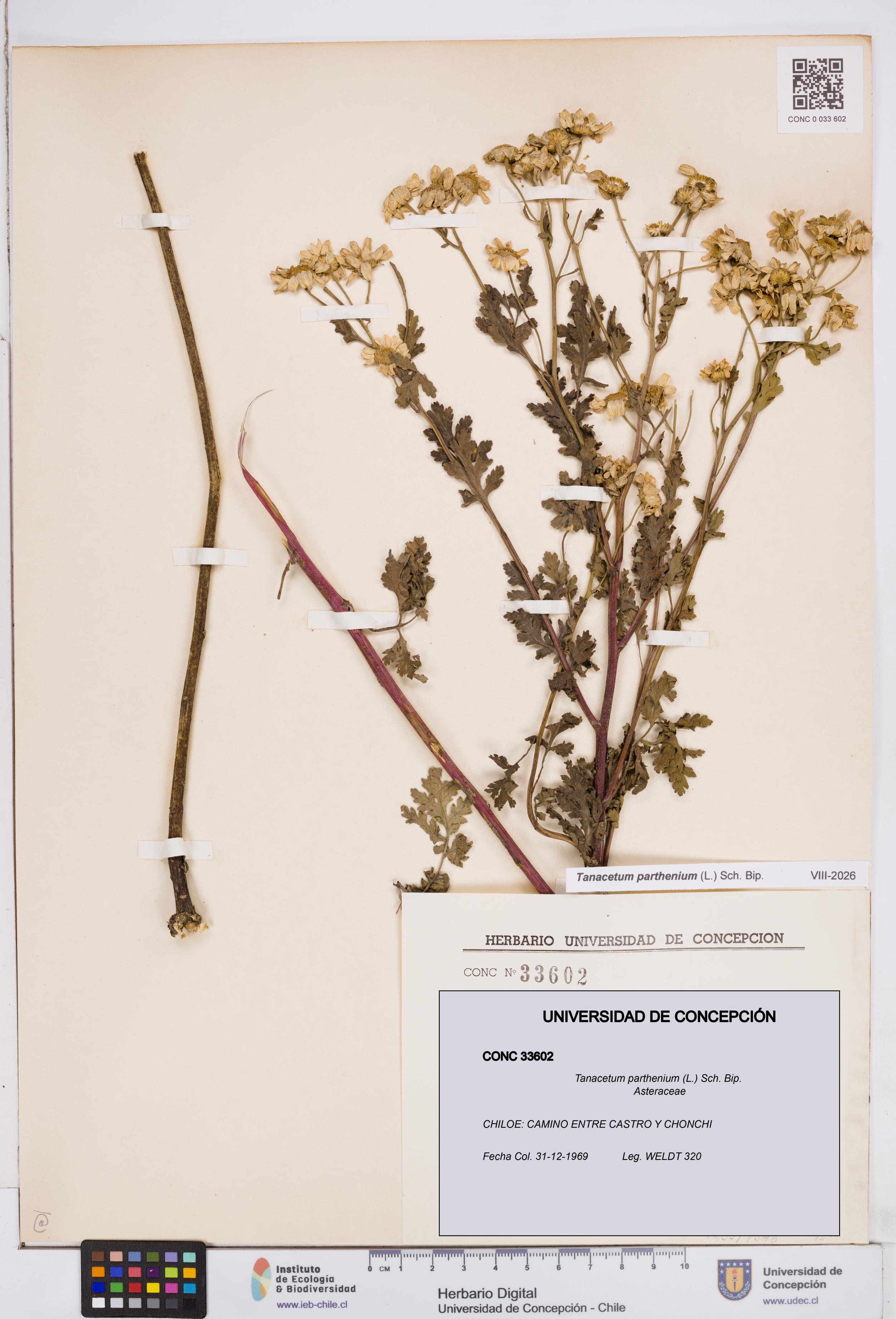 Tanacetum parthenium [Espécimen: ]