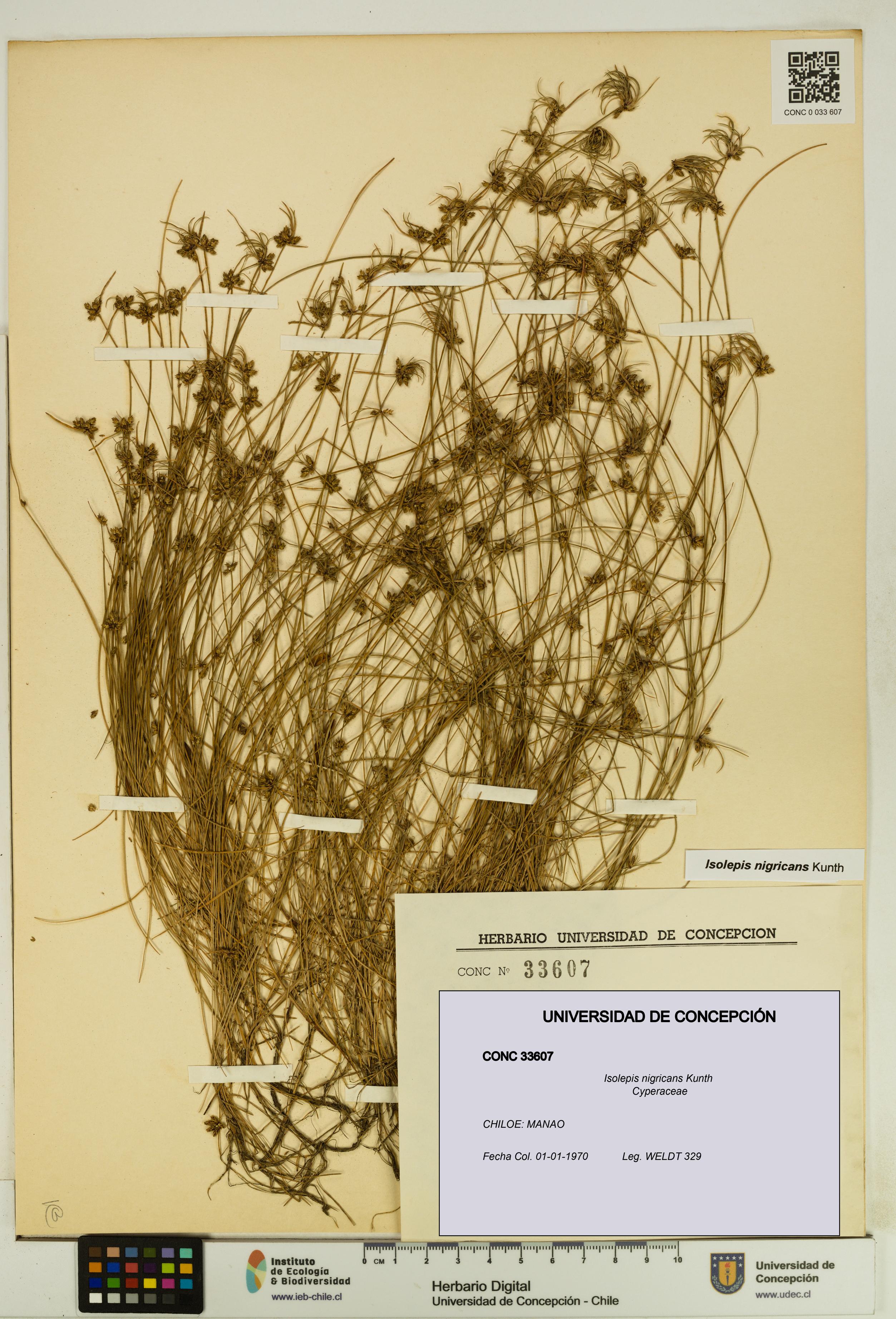 Isolepis nigricans [Espécimen: UDEC:CONC:0033607]